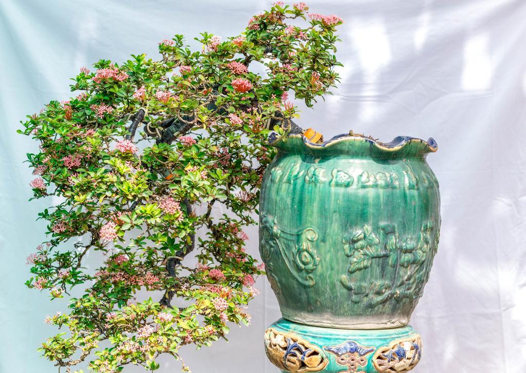 Bonsai Villa Hội An Extérieur photo