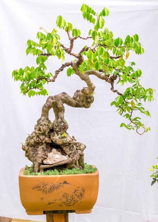 Bonsai Villa Hội An Extérieur photo